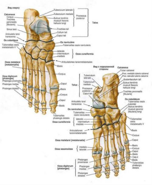 artriidi kate pohjused flatteopic artrohi ravi