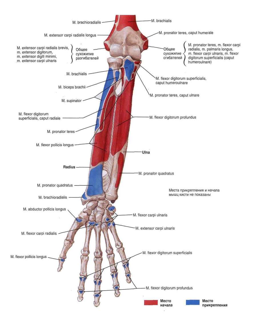 kiirusta parema kae liigese kuidas maarata artriit sormedele