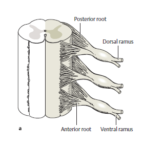 liigeste kaebuse geel reumatoidartriit ja artroosi ravi