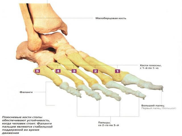 ola ja tera artrots jala liigeste vigastused