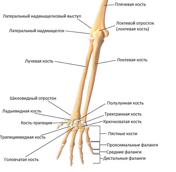liigeste artroosi havitamine