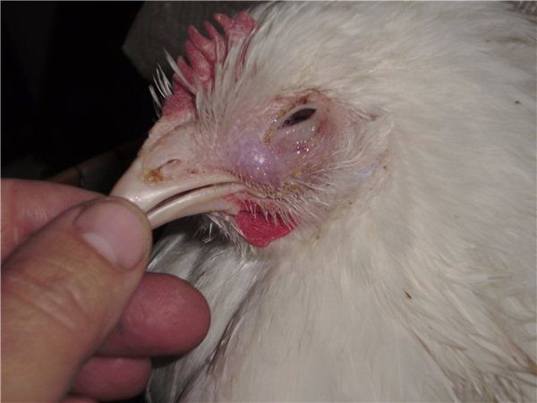 kanad haiget liigesed valamine vedeliku olaliigese ravi