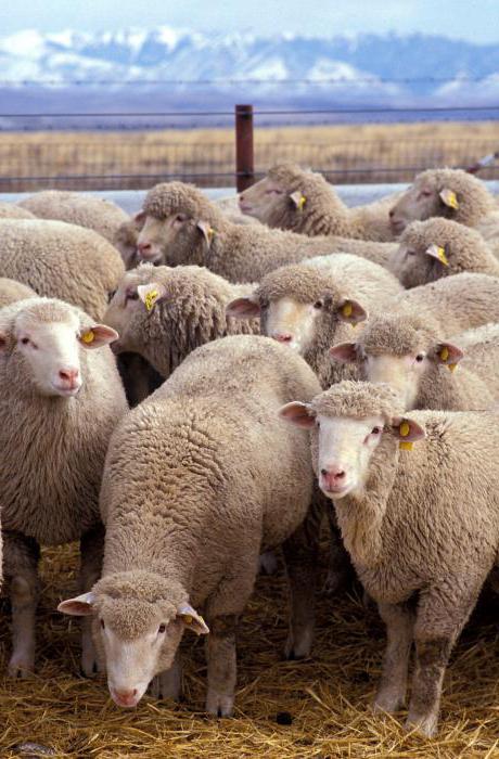 lammaste liigeste haigused