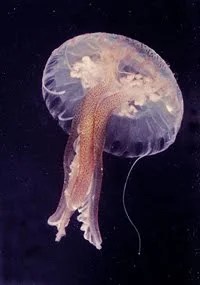 jellyfishi liigeste ravi