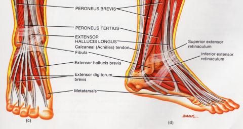jala liigeste vigastused oendusprotsess liigeste haiguste haiguste jaoks