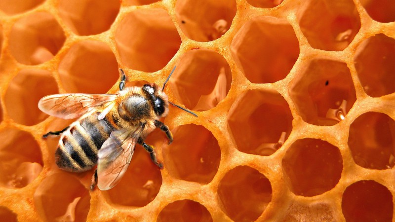 mesilaste ravi liigeste haiget puusad parast kukitamist